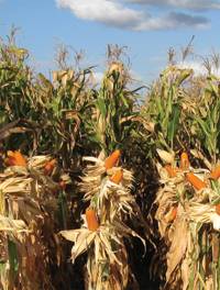 Revista PRODUCCION: Programa de Ma&iacute;ces Tropicales Nidera