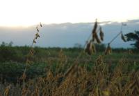 Revista PRODUCCION: Los grandes productores también sembrarán soja este año