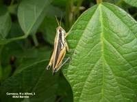 Revista PRODUCCION: El INTA le corta el paso a la tucura