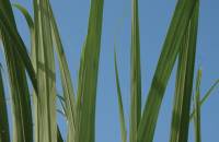 Revista PRODUCCION: Heladas, sequías, quemas de caña y un futuro que mira al etanol