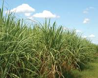 Revista PRODUCCION: Heladas, sequías, quemas de caña y un futuro que mira al etanol