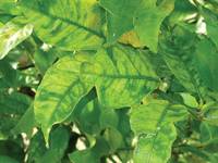 Revista PRODUCCION: Medidas para evitar el desarrollo del HLB