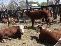 Revista PRODUCCION: Las ventas en la Expo Ganadera Tucumán 2009