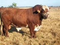 Revista PRODUCCION: Remate anual Ganagrin