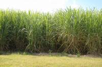 Revista PRODUCCION: Mezclas cañeras YPF