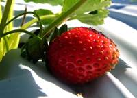 Revista PRODUCCION: Reemplazan el bromuro de metilo para la desinfecci&oacute;n de suelo en frutilla