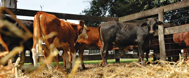 Revista PRODUCCION: El mito del faltante de carne, no es un mito