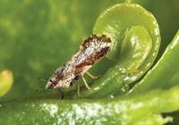 Revista PRODUCCION: Huanglongbing