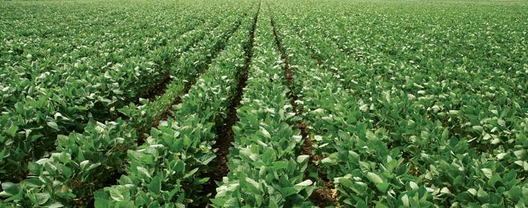 Revista PRODUCCION: Importancia de la fertilizaci&oacute;n en soja