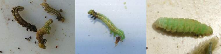 Revista PRODUCCION: Insecticida Coragen de DuPont