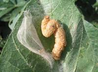 Revista PRODUCCION: Insecticida Intrepid SC