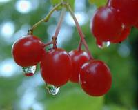 Revista PRODUCCION: Jornada sobre exportación de citrus y berries