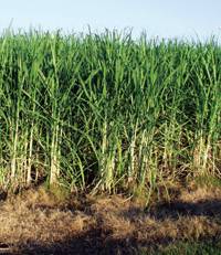 Revista PRODUCCION: Alertan sobre el ingreso de la roya naranja de la caña de azúcar