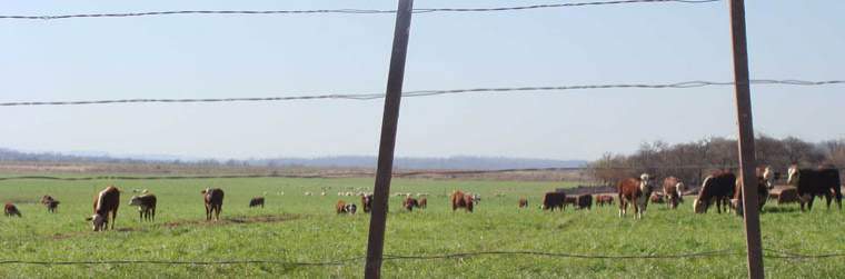 Revista PRODUCCION: El nuevo escenario del sector ganadero argentino