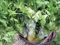 Revista PRODUCCION: La hidroponia se abre paso en el sur tucumano