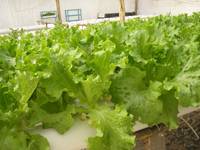 Revista PRODUCCION: La hidroponia se abre paso en el sur tucumano