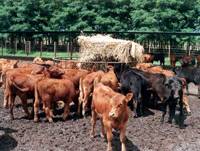 Revista PRODUCCION: Forrajes conservados