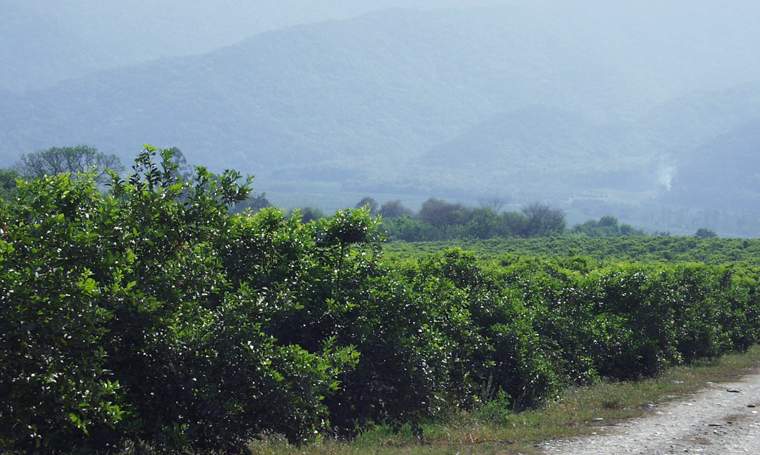 Revista PRODUCCION: El reingreso del limón a Estados Unidos está muy cerca