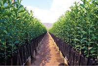 Revista PRODUCCION: Biofertilización en citricultura