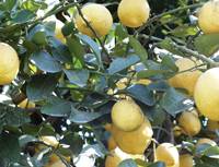 Revista PRODUCCION: Biofertilización en citricultura