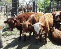 Revista PRODUCCION: Nuevo peso mínimo de faena