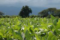 Revista PRODUCCION: Aumentan los precios de la soja por la inminente llegada de "La Ni&ntilde;a"