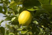 Revista PRODUCCION: Presentaron en Tucumán, el herbicida Heat de Basf