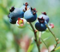Revista PRODUCCION: Ar&aacute;ndano: un cultivo que crece a pasos agigantados