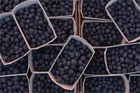 Revista PRODUCCION: Ar&aacute;ndano: un cultivo que crece a pasos agigantados