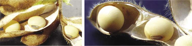 Revista PRODUCCION: Soja: una campa&ntilde;a excepcional que pudo ser mejor en el NOA