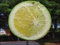 Revista PRODUCCION: Huanglongbing -HLB-