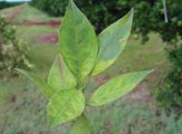 Revista PRODUCCION: Huanglongbing -HLB-