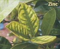 Revista PRODUCCION: Huanglongbing -HLB-