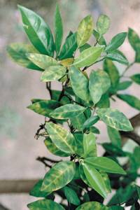 Revista PRODUCCION: Huanglongbing -HLB-