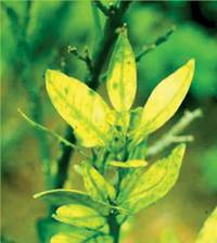 Revista PRODUCCION: Huanglongbing -HLB-