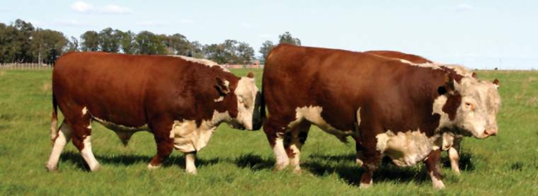 Revista PRODUCCION: Remate Braford en Las Bre&ntilde;as, Chaco