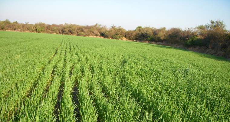 Revista PRODUCCION: Semillero de futuro