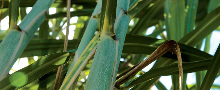 Revista PRODUCCION: Azúcar