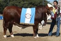 Revista PRODUCCION: Braford estuvo presente en Palermo 2010