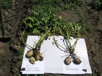 Revista PRODUCCION: Inoculante Nodumax Azo Papa