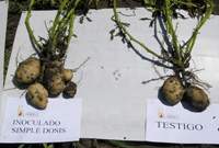 Revista PRODUCCION: Inoculante Nodumax Azo Papa