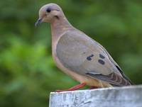 Revista PRODUCCION: Aves en agricultura: un problema que preocupa