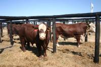 Revista PRODUCCION: Remate Ganagrin en Santiago del Estero