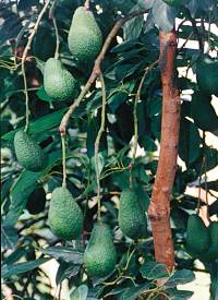 Revista PRODUCCION: Paltas bien conservadas duran más