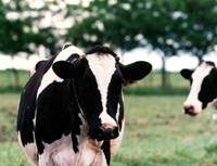 Revista PRODUCCION: Primera Expo Láctea del Norte en Trancas