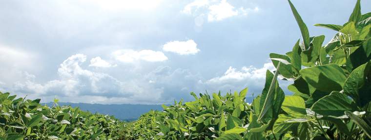 Revista PRODUCCION: Más maíz y menos soja en el NOA, por efecto del picudo