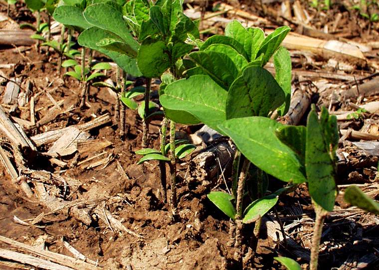 Revista PRODUCCION: Estrategias de inoculación en soja