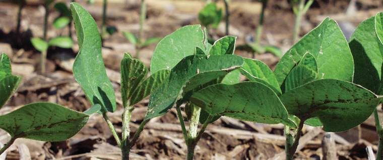 Revista PRODUCCION: Soja NA 8009RG Nidera Semillas