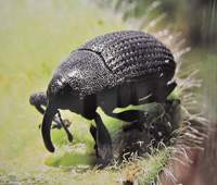 Revista PRODUCCION: Curasemillas Cruiser Plus