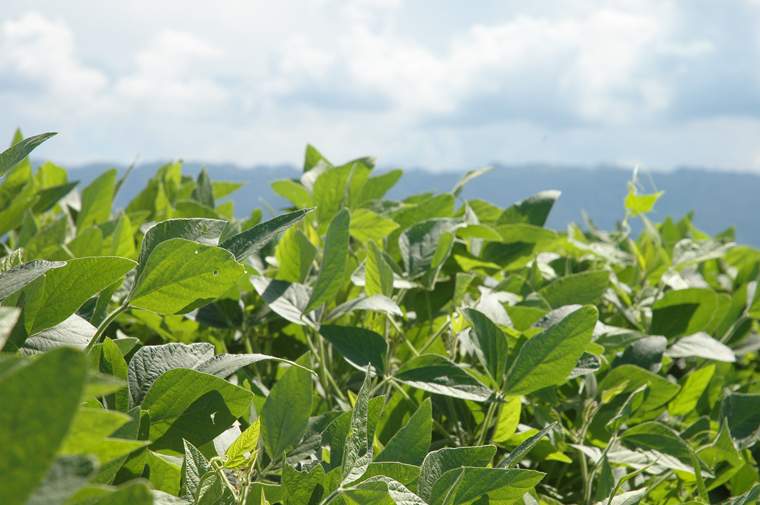 Revista PRODUCCION: Aplicación de Beauveria SP